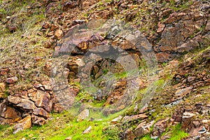 Rock cliff background, fossil rock. Stones boulders covered, close-up