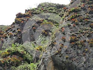 Rock cliffs or hills that are covered in green and red colored bromelias photo