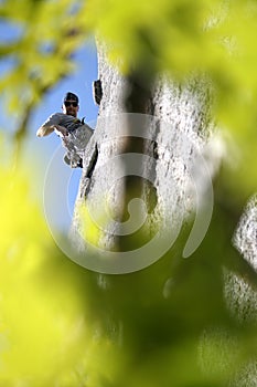 Rock climber through the trees