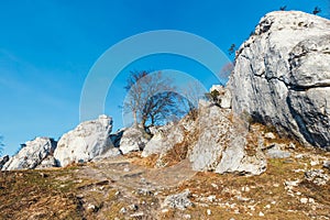 Rock climbers on vertical flat wall. Gora Zborow is a very popular destination among climbers