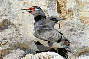 Rock Cormorant (Phalacrocorax magellanicus) photo