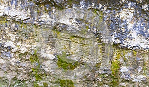 Rock covered with algae texture