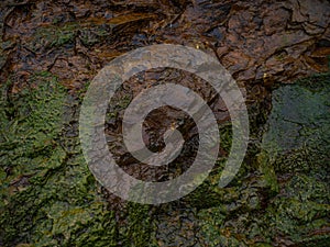 A rock covered with algae.Texture close-up