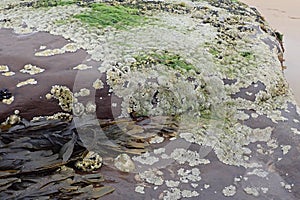 A rock covered in barnacles, mussels and seaweed