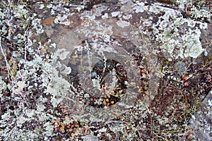 Rock covered with moss and lichen. Small plants on stony soil.