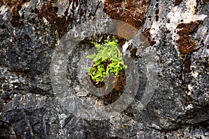 Rock covered red with green moss