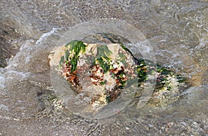 Rock covered with seaweed