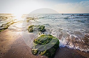 A rock covered in water plants,