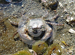 Rock crab photo