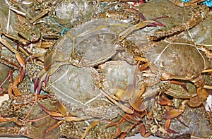 Rock Crabs photo