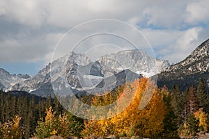 Rock Creek Aspens in Fall