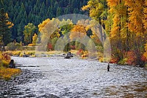 Rock Creek, Montana, Fall Colors. Fly fisherman.