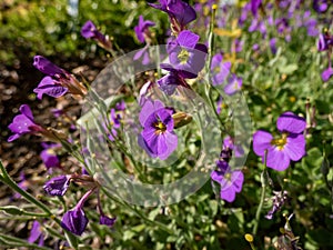 Rock cress (Aubrieta x cultorum) \'Blue Emperor\' with small blue - purple flowers