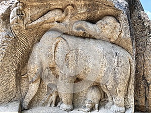 Rock cut sculpture representing a group of elephants, monkeys and peacock