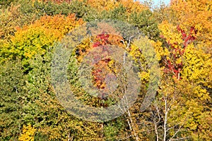 Rock Cut State Park Autumn Scene