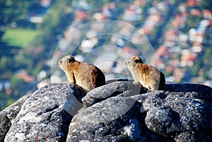 Rock Dassie