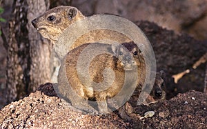 Rock Dassie