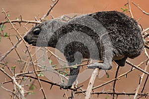 Rock Dassie photo