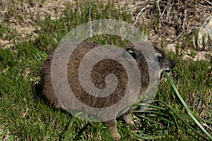 Rock dassie is eating