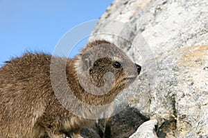 Rock Dassie (Hyrax) photo