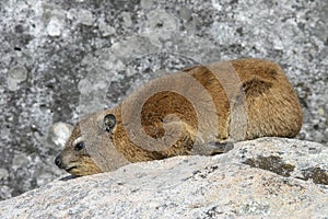 Rock Dassie (Hyrax) photo