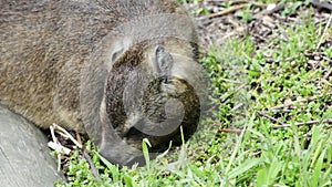 Rock Dassie Hyrax