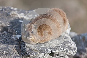 Rock dassie (procavia capensis) photo