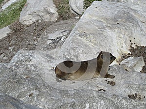Rock Dassie seen in Western Cape photo