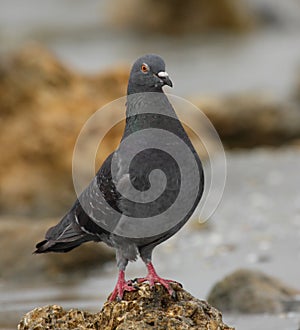 Rock dove