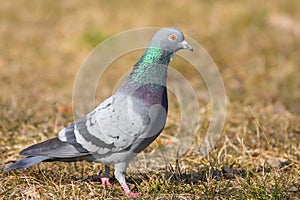 Rock Dove