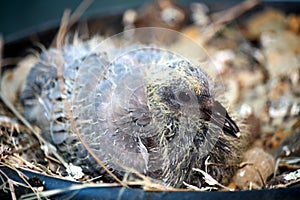 Rock dove chick (Columba livia) in a nest : (pix Sanjiv Shukla)