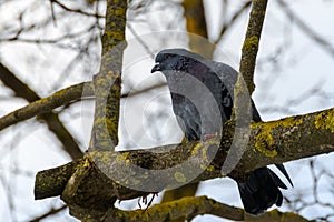 Rock dove close-up on a bare branch