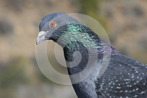 Rock Dove (Columba livia)