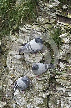 Rock dove, Columba livia