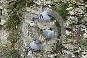 Rock dove, Columba livia