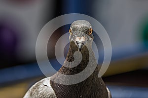 The rock dove Columba livia is a member of the family Columbidae doves and pigeons. Originally found wild in Europe, North