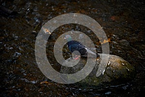 Rock dove or common pigeon Columba livia bird on stone in  river