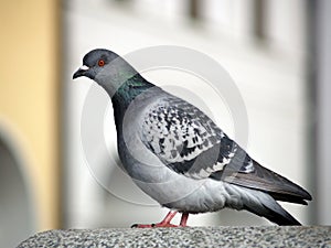 Rock Dove or Common Pigeon