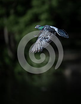 Rock dove or common pigeon or feral pigeon in flight