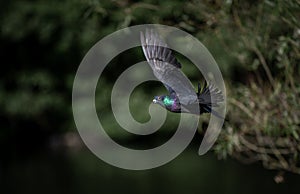 Rock dove or common pigeon or feral pigeon in flight