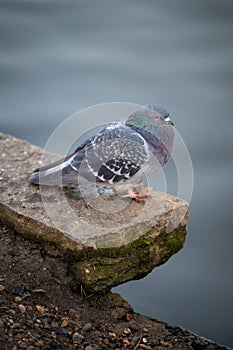 Rock dove or common pigeon or feral pigeon with lake behind