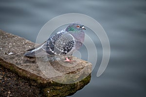Rock dove or common pigeon or feral pigeon with lake behind
