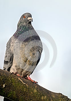Rock dove or common pigeon or feral pigeon sitting on a branch in Kelsey Park, Beckenham, Greater London