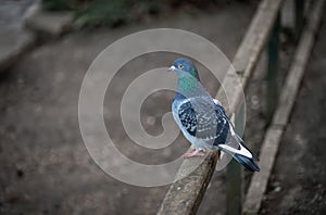 Rock dove or common pigeon or feral pigeon sitting on a fence facing left with copy space