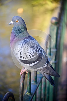 Rock dove or common pigeon or feral pigeon sitting on a fence in Kelsey Park, Beckenham, Greater London