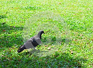 A Rock Dove or Domestic Pigeon - Columba Livia - standing on under Shadow on Green Grass on Bright Sunny Day