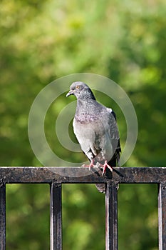 Rock dove on a fence