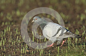 A Rock dove or Feral pigeons Columba livia walking in a crop field.