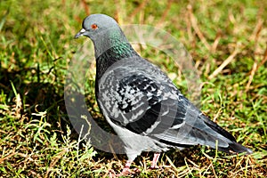 Rock Dove, Pigeon, Columba livia