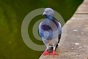 Rock dove pigeon on a fence